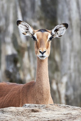 Impala (Aepyceros melampus)