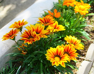 plate bande  de gerberas