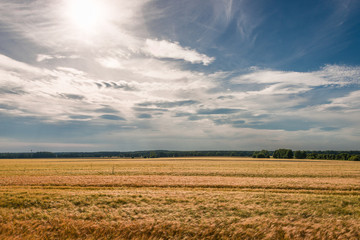 Fototapeta premium Summer sunset at golden field landscape, gorgeous nature, German