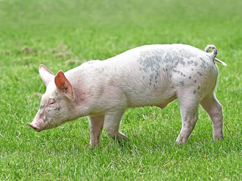 Domestic ecological pig (sus domesticus)