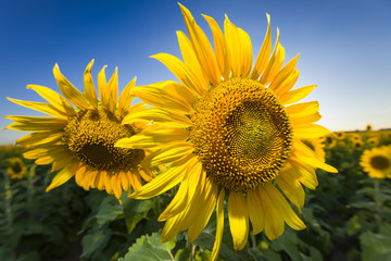 Fototapeta premium Giant Texas Sunflowers