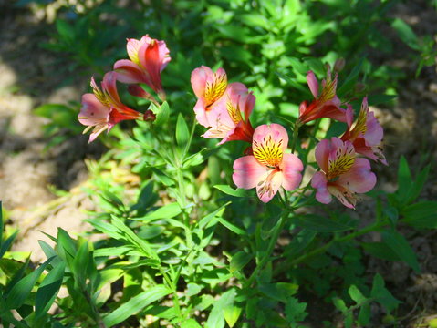 plante alstroem&egrave;res roses dans le jardin