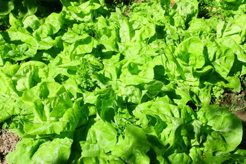 laitue,culture de jardin potager