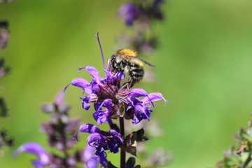 Bee with flower