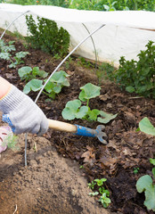 Soil loosening on a vegetable patch