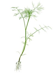 dill vegetable plant isolated