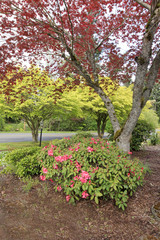 Blooming bushes and trees in Washington
