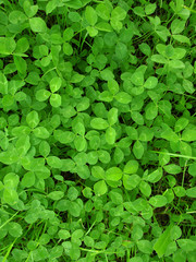 Fototapeta na wymiar Green grass clover seamless texture