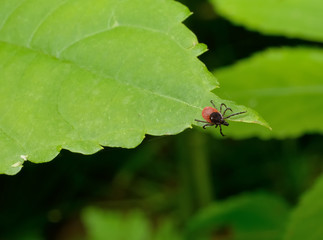 tick tip