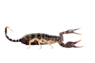 brown scorpion