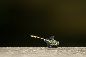 a dragonfly on a wooden floor