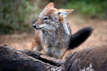 Black Backed Jackal
