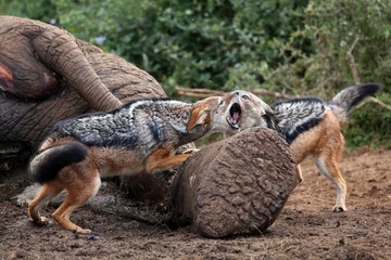 Jackal Fight