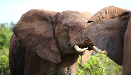 Fototapeta na wymiar African Elephant Aggression