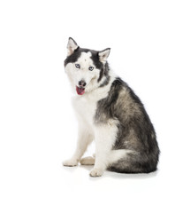 Naklejka na ściany i meble Seated Alaskan Malamute or Husky Dog Isolated on White