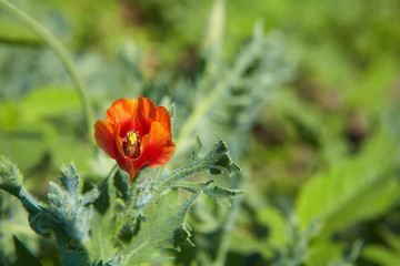 Red poppy