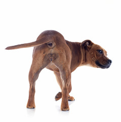 back staffordshire bull terrier