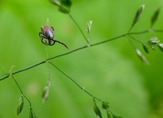 interested tick, grass