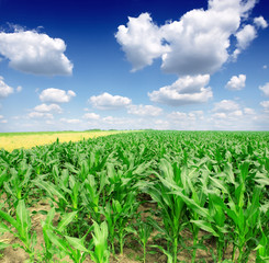 Cornfield with Clouds on Bright Summer Day