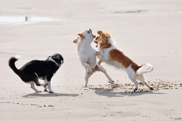 fighting chihuahuas on the beach