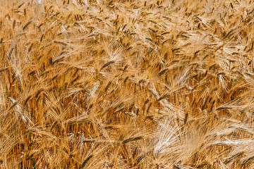 Background with wheat 6