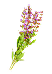 Naklejka premium The Common Sage (Salvia officinalis).