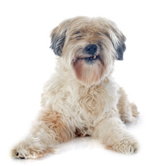 tibetan terrier
