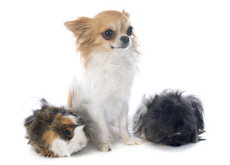 guineal pig and chihuahua