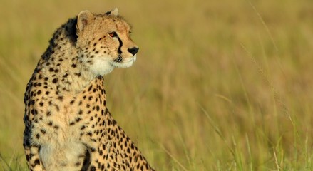 Cheetah in Tanzania