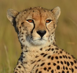 Cheetah in the Masai Mara