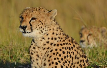 Cheetah in Kenya