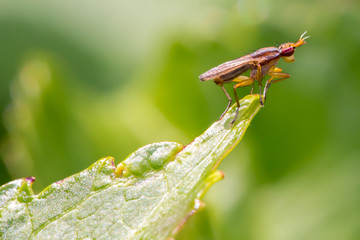 Viewpoint für Insekten