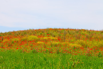 Poppies hill