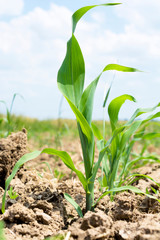 Young corn