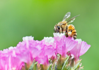 Honeybee