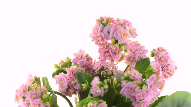 Kalanchoe Calandiva flowers