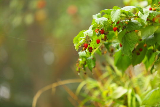 Growing branch of red berries raspberry in garden