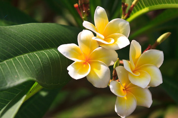 Fototapeta premium White frangipani flowers is blooming in the early morning.
