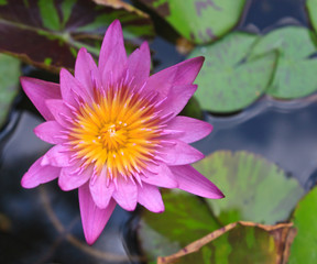 image of a lotus flower on the water