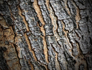 Old wood texture