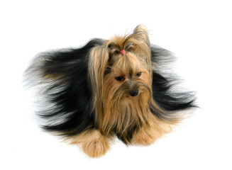 yorkshire terrier isolated on white