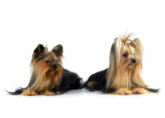 yorkshire terrier isolated on white