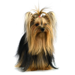 yorkshire terrier isolated on white