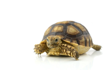 turtle on white background