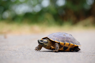 Turtle walking on the way