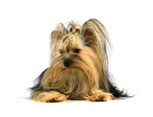 yorkshire terrier isolated on white