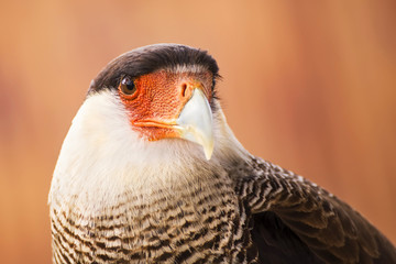 Portrait of a cute Southern Crested Caracara (Caracara plancus)