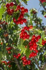 Obraz premium cherry tree