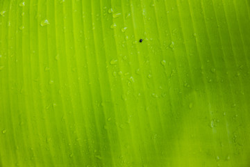 Banana leaves