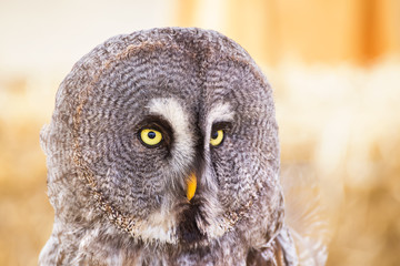 Great Grey Owl or Lapland Owl (Strix nebulosa)